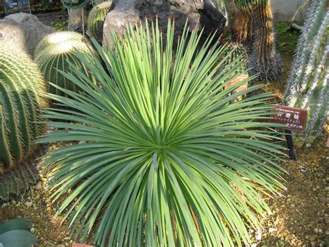 Tipos De Agave 10