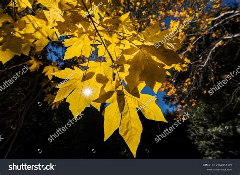 7 Mt Baldy Village Images Stock Photos And Vectors Shutterstock