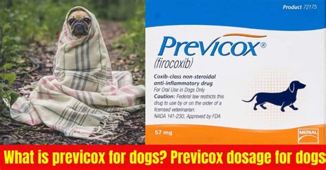 What Is Previcox For Dogs Previcox Dosage For Dogs