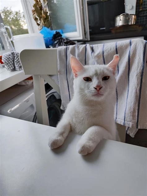 is it normal cat itching easily 5