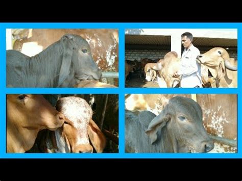 Gir Gay Gaushala Gujarat Porbandar YouTube