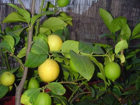 12 лучших сортов лимона для комнатного выращивания | Guava plant, Guava ...