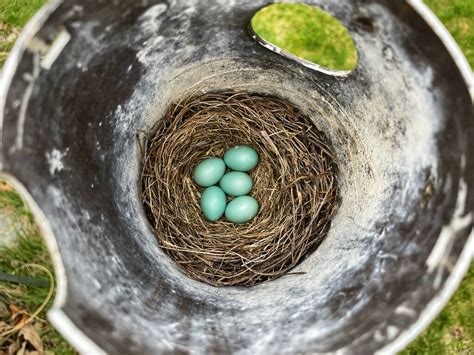 Bluebird Egg Color (Common and Rare Variations) - Bluebird Landlord