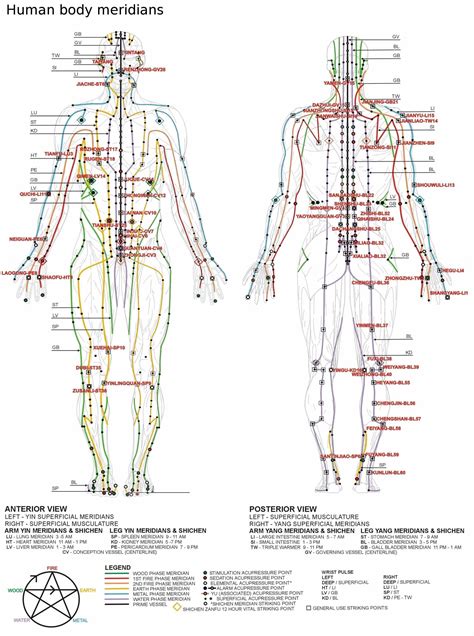 Human Body Meridian Chart & The Nervous System | Acupuncture, Chinese ...