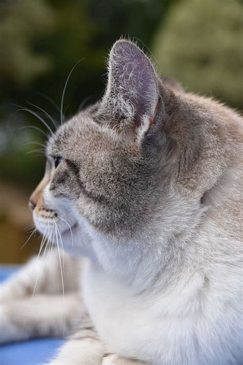 Cat Cat S Ears Feline Pussy Free Photo On Pixabay Pixabay