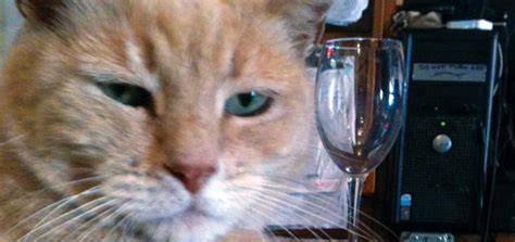 Meet Mayor Stubbs of Talkeetna, Alaska. He’s a Cat. | Modern Cat magazine