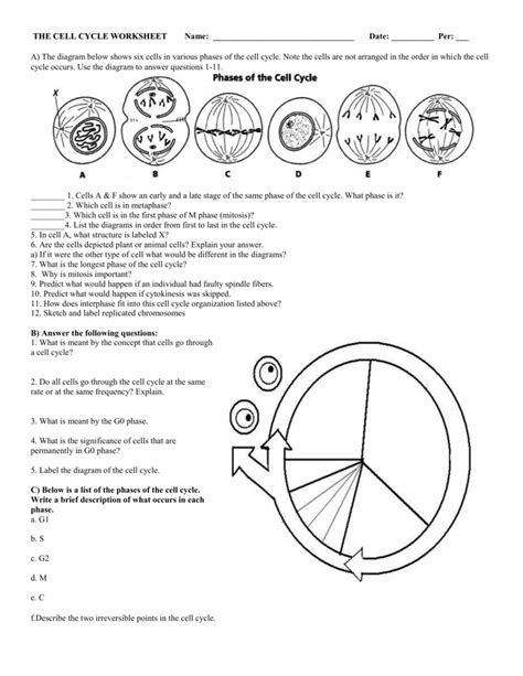 cell cycle diagram worksheet