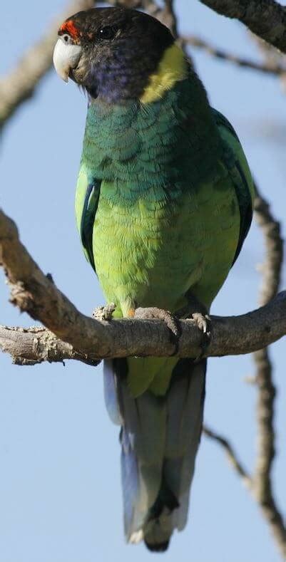 Australian Ringneck - Habitat Subspecies Breeding Diet Distribution