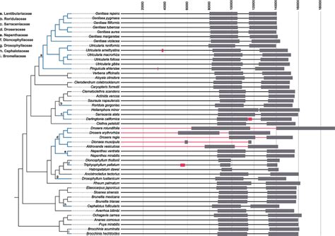 Variations In The Genome Structure And IR Lengths Of Carnivorous Plants