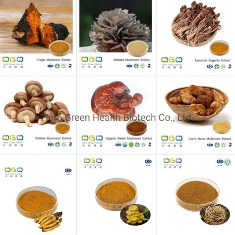 Organic Grifola Frondosa Reishi Mushroom Reishi Mushroom Ganoderma