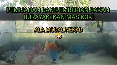 Cara Mudah Pemijahan Ikan Mas Koki Dan Perawatan Burayak Sampai Usia