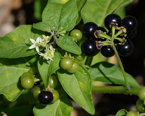 Rufino Osorio: American Black Nightshade