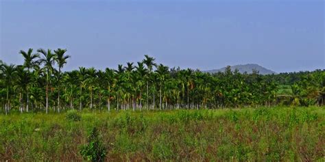 plantation areca nut palm landscape  image