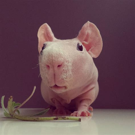 Naked Guinea Pig Poses With His Favorite Food Bored Panda