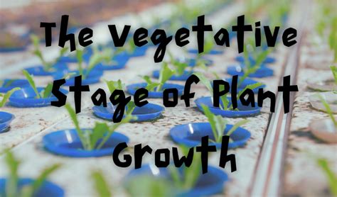 vegetative growth grotek growth vegetative booster