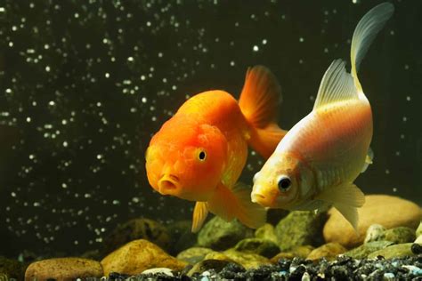 The 7 Best Goldfish Food Brands For A Longer Lifespan