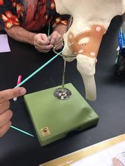 ap muscleligament exam quizlet