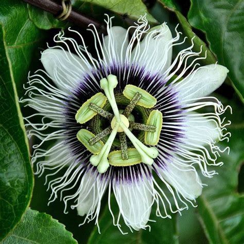 Passiflora Edulis Frederick Passionvine Mid Valley Trees