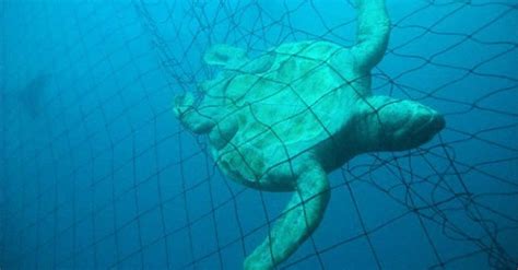 Shark Nets Protecting Us Or Just Harming Sharks