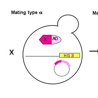 Reverse Two Hybrid System The Interaction Of Bait And Prey In The