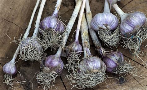 Knoblauch Pflanzen Wann Und Wie Rezepte Auf Deutsch