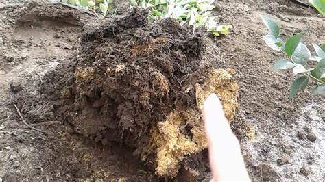 Результат летней посадки голубики саженцами с контейнера 1л спустя ...