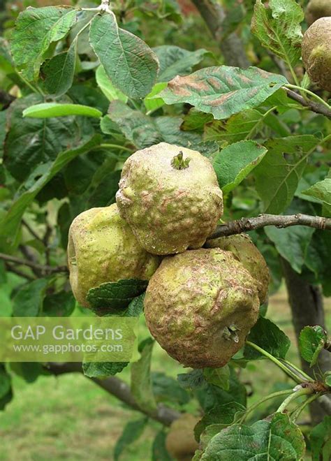 Malus domestica 'Kno... stock photo by Graham Strong, Image: 0234083