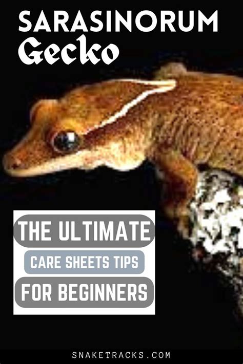 Sarasinorum Gecko Care The Care Guide For Beginners Reptiles Pet