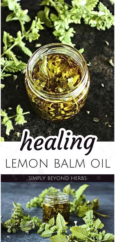 Healing Lemon Balm Oil Herb Recipes In 2024 Lemon Balm Oil Herbal