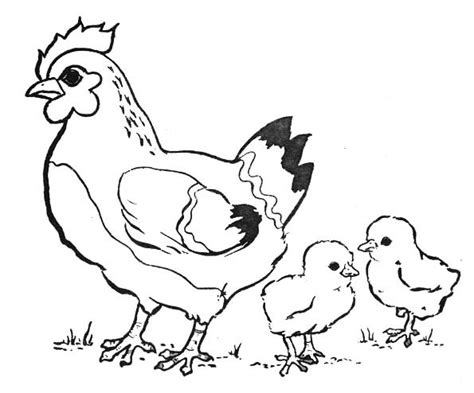 Coloriage Poule Gratuit à Imprimer