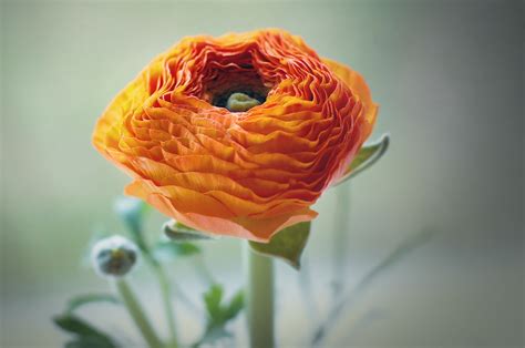 X Wallpaper Orange Petal Flowers Peakpx