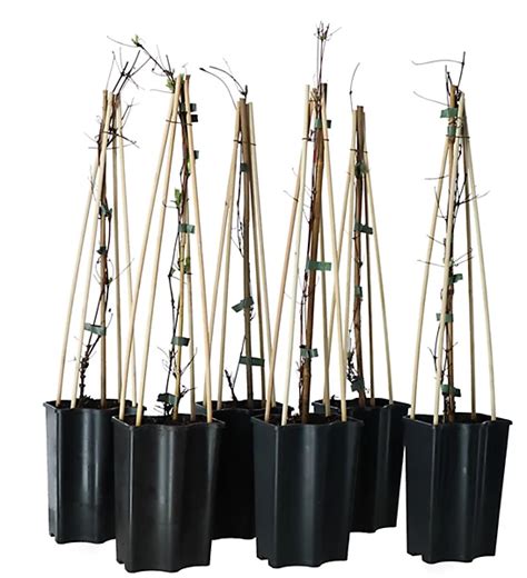 Verve Hardy Clematis Climbing Plant