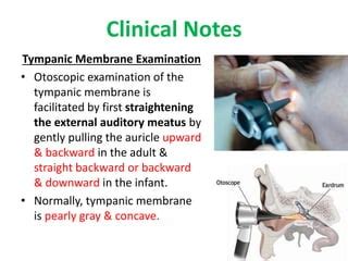 4._The_Ear_3 and all the anantomy of it.pdf