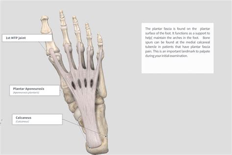 Plantar Anatomy Anatomical Charts And Posters