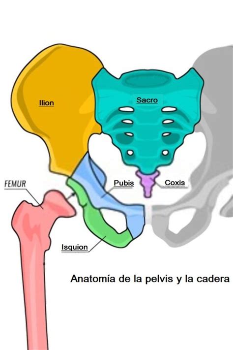 Cintura P Lvica Anatom A Del Esqueleto Humano Anatom A Anatomia Y