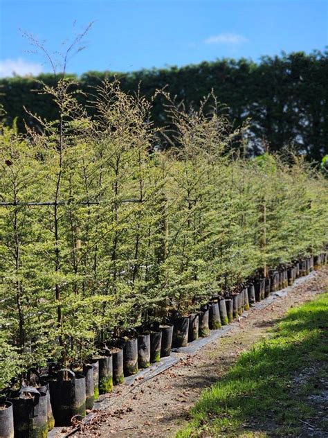 Andrewss Tree Of The Month Easy Big Trees New Zealand