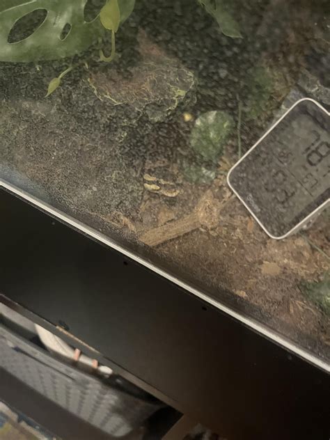 He just exploded a mouse all over his enclosure. Roast him. : r/Sneks