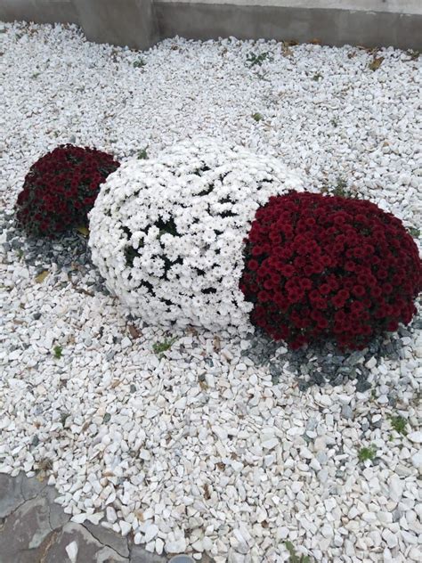 Саженцы многолетних цветов, розы, хризантемы, сирень: 200 тг. - Сад ...