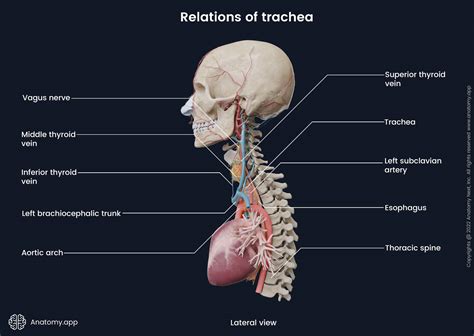 Trachea Esophagus Anatomy