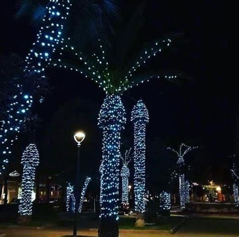 Why You Don T Decorate Palm Trees With Christmas Lights | Psoriasisguru.com