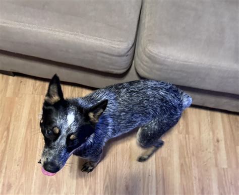 LOST PETS IN AND AROUND LAFAYETTE PARISH, LOUISIANA AREA | Facebook