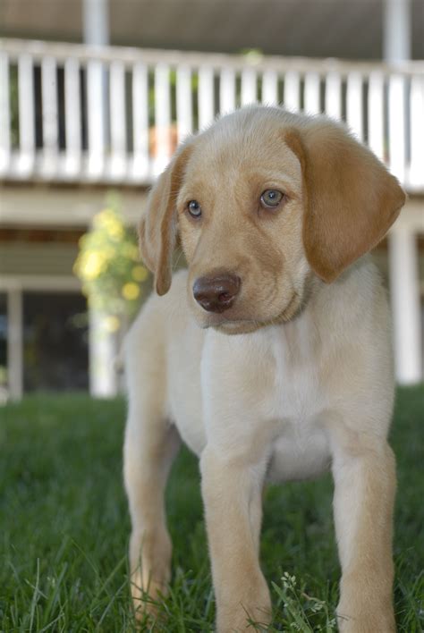 Finn The Yellow Lab Dudley Labrador Labrador Labrador Puppy
