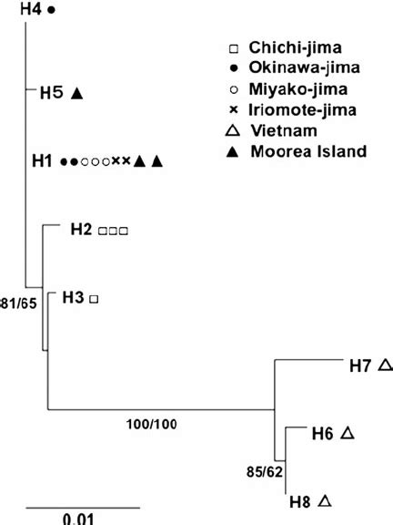 Maximum Likelihood Ml Tree For The Combined Sequence Of Mtdna