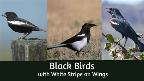 23 Notable Black Birds With White Stripe On Wings Photo And Id Guide
