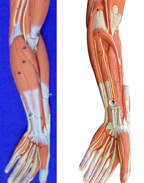 Forearm Muscles Anterior View Diagram Quizlet