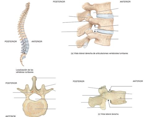 Juegos De Ciencias Juego De V Rtebras Lumbares Cerebriti