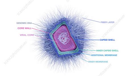 Giant Virus Structure Illustration Stock Image F042 5970 Science