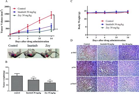 Zeylenone Promotes Apoptosis In Chronic Myelogenous Leukemia Derived