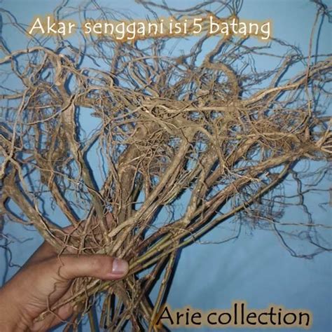 Akar Kayu Senggani Aquascape Aquarium Isi Batang Lazada Indonesia