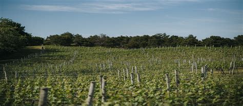 About | Truro Vineyards of Cape Cod